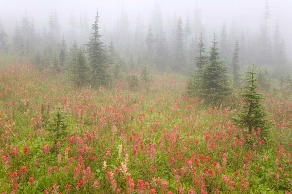 Canada, BC, Revelstoke NP Misty meadow scenic